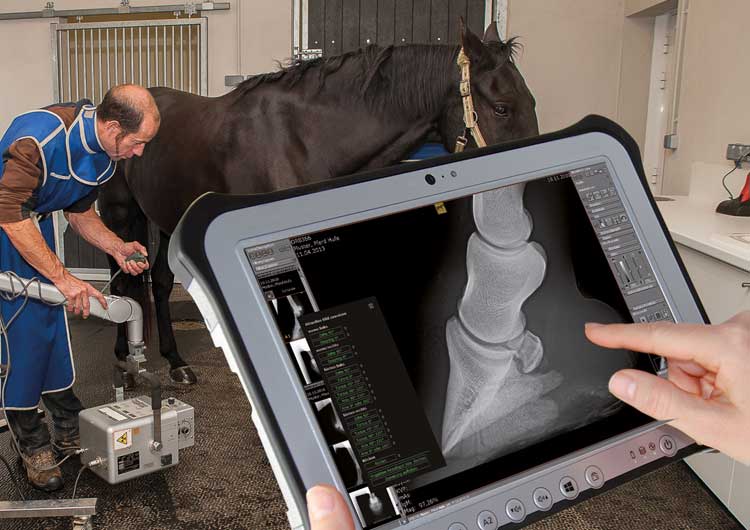dicomPACS - Digital image management solution for specialist in horse veterinary