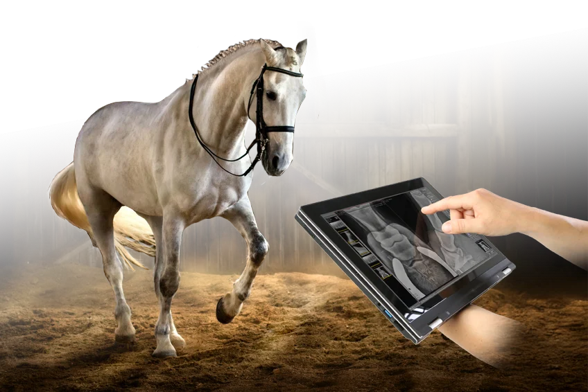 Digital imaging from X-ray to ultrasound for equine medicine