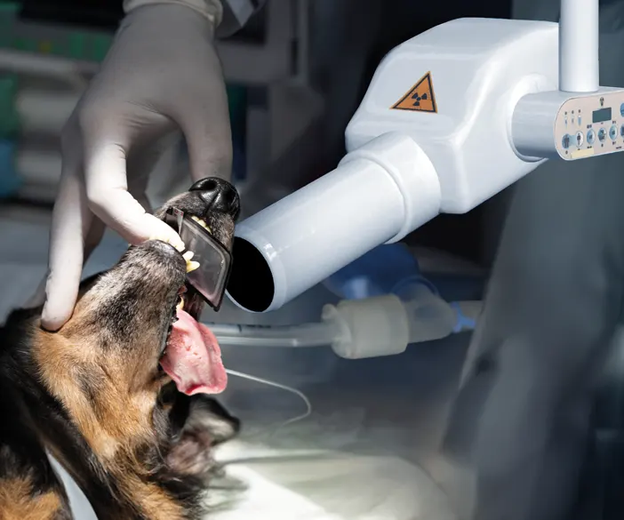 Best X-DC - Sistema de rayos X dental para veterinarios