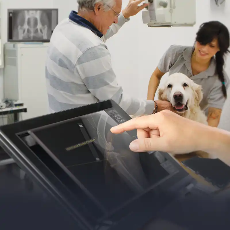 Veterinarians using digital diagnostic imaging to examine an animal