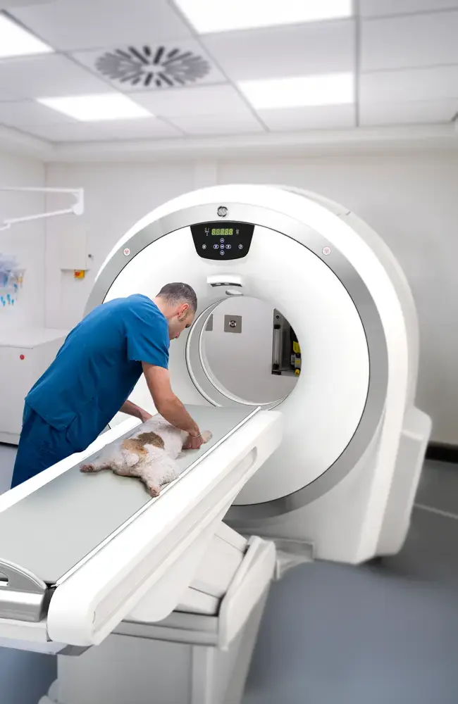 Computertomographie Untersuchung bei einem Hund in Tierklinik