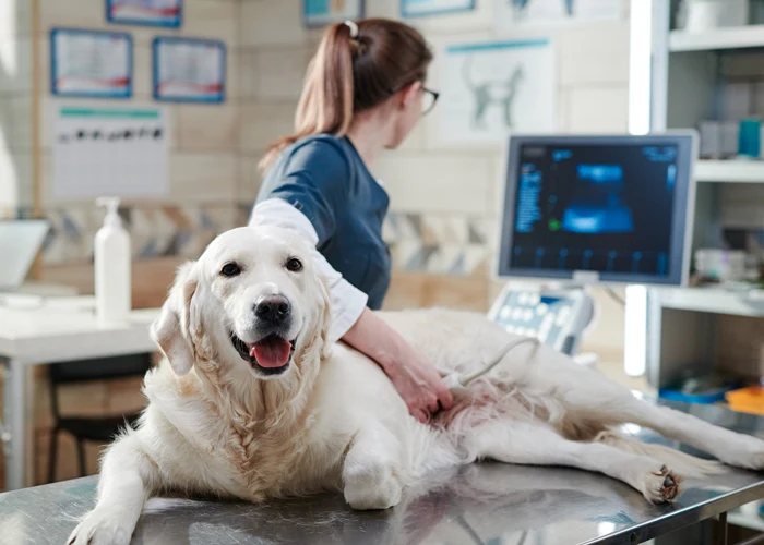 A vet exams a dog with an ultrasound system