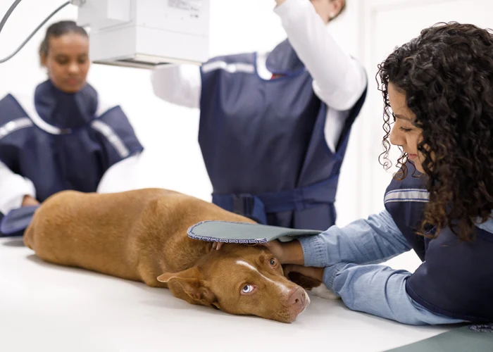 Veterinary team performing X-ray on dog with OR4Vet system