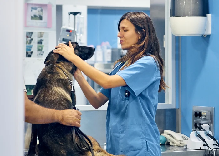 A female vet is examing a dog in a veterinary practice